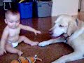 baby and dog sharing toy baby and dog sharing toy