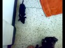 cachorros adopcion