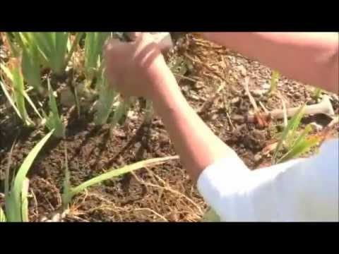 how to split and replant irises