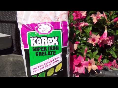 how to fertilize acid loving plants