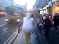Largest seagull in aberdeen