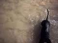 Daschund @ the Beach:  Pancho,  Las Terrenas, DR