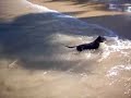 Daschund @ the Beach:  Pancho,  Las Terrenas, DR