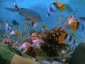 procurando o nemo