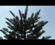 Shaun-s-Norfolk-Pine