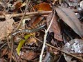 Giant Centipede