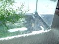 Dwarf Puffer Fry Eating Brine Shrimp - 3 to 4 weeks old