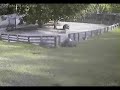 Tortoise smashing a Fence