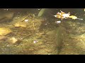 Gatlinburg Trout