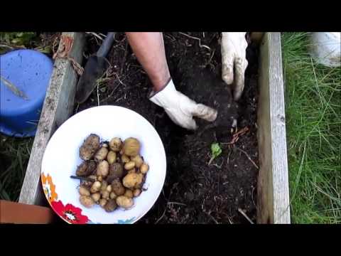 how to harvest early potatoes