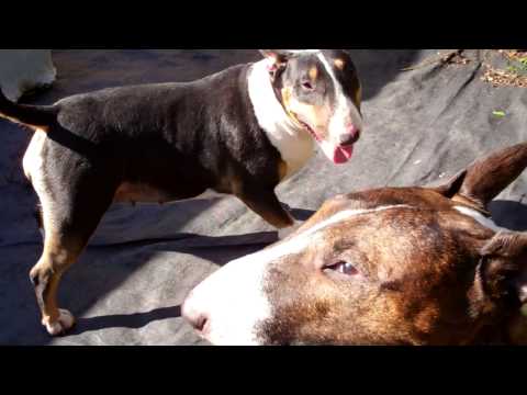 how to train bull terrier