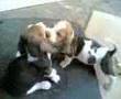 Basset Hound video