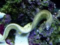 White Eye Moray Feeding 2 White Eye Moray Feeding 2