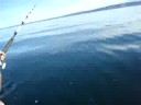 Nels catches a Halibut in Alaska