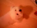 Dolly lambendo o ar.