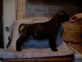 American Staffordshire Terrier puppy