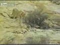 león agradecido   el reencuentro