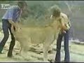 Le�n Agradecido - El Reencuentro