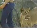 león agradecido   el reencuentro