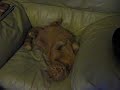 Snoring cat.avi