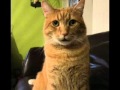 A Cat Daddy Father's Day Gift Idea - YouTube