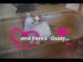 MeetGussy.avi