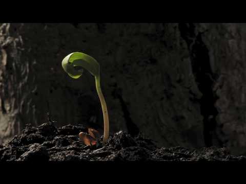 how to harvest sycamore seeds