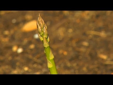 how to transplant established asparagus plants