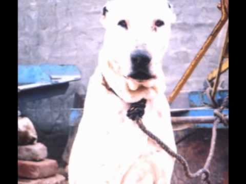 pakistani mastiff