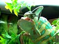 My pissed off chameleon