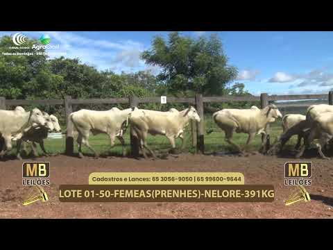 538� LEIL�O VIRTUAL MB LEIL�ES