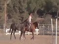 AQHA 2008 filly by Skys Blue Boy out of a Zips Chocolate Chip Mare. www.siennaskydreams.com