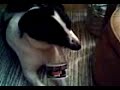 ARVO koira avaa pullon,ARVO The Dog open an bottle ARVO koira avaa pullon,ARVO The Dog open an bottle