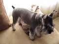 Miniature Schnauzer Owen- Home Security Miniature Schnauzer Owen- Home Security