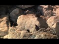 the gioi dong vat hoang da chau phi Thế giới động vật - Big Sur-V&ugrave;ng Hoang D&atilde; California - YouTube