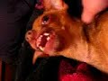 Our Chihuahua Greven!!!!!
