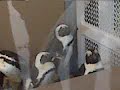 Penguins in the Shower
