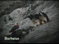 Quebrantahuesos gypaetus barbatus cópula