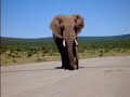 Olifant
