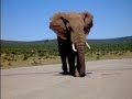 Olifant