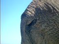 Olifant