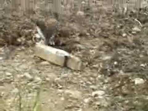 weasel