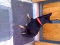 Canito