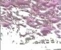 Chromakey Dreamcoat (Boards of Canada)