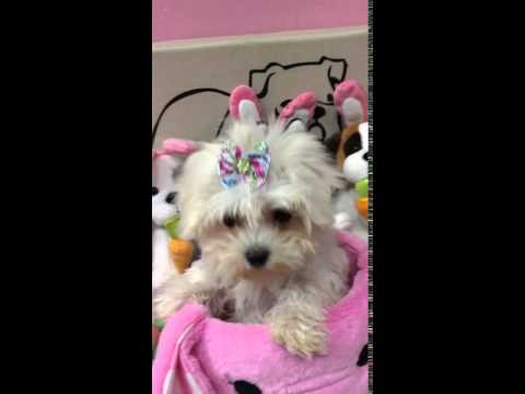 Jasmine is such a sweetheart UTD with vaccines Great with kids