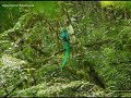 Quetzal in Guatemala