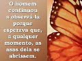 A Borboleta