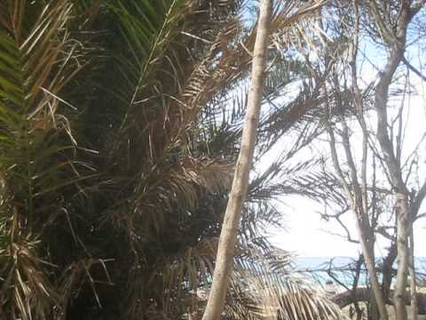 how to transplant agave offshoots