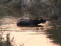 One Horned Rhino Bathing In Bardia National Park, Nepal One Horned Rhino Bathing In Bardia National Park, Nepal