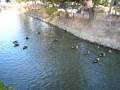 カモの群れが公園の池を回遊